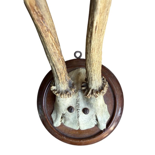 Cabin Roe Deer Trophy 189 Black Forest Antlers For Sale - Image 3 of 5