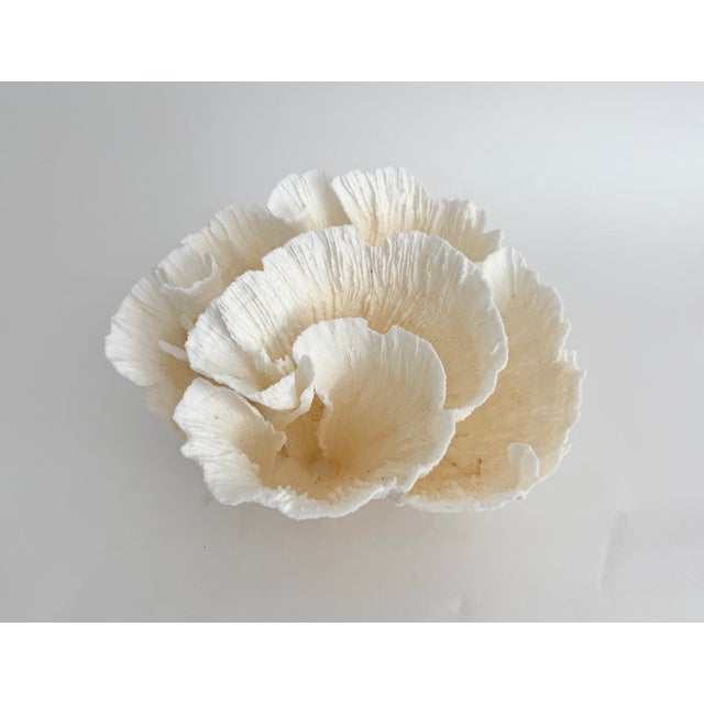 Beautiful natural Poca coral with flowery detail that can be displayed from different angles. Each piece is cleaned and...