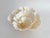Beautiful natural Poca coral with flowery detail that can be displayed from different angles. Each piece is cleaned and...