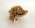 Natural Unbleached Poca Coral Specimen For Sale - Image 4 of 8