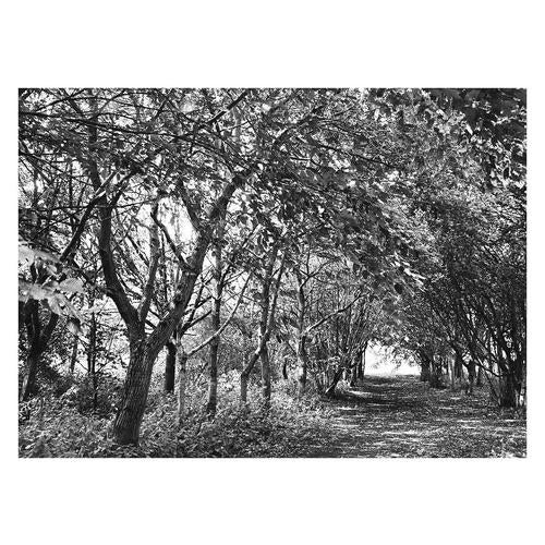 Paul Cooklin, Eye Moor and Woodland, Edition of 50 For Sale - Image 4 of 4