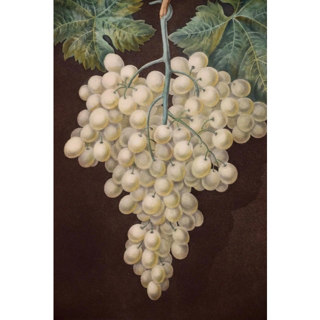 White Hamburgh Grape: A Framed 19th C. Color Engraving by George Brookshaw , 1812 For Sale - Image 4 of 8