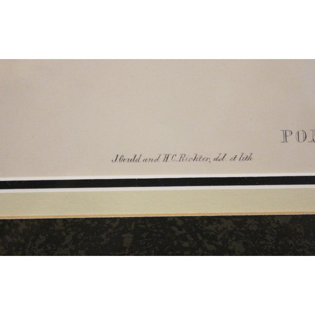 1970s English Framed Reproduction of Gould's Chestnut-Crowned Pomatorhinus Lithograph For Sale - Image 4 of 10