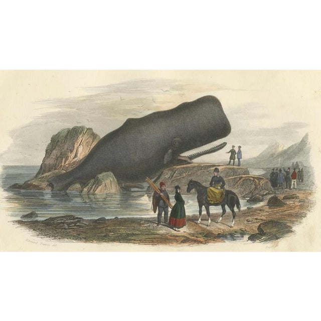 After Édouard Traviès, The Cylindrical Physale (Sperm Whale), 1840, Hand-Colored Engraving For Sale - Image 4 of 10