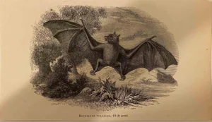 Paul Gervais, Roussette Vulgaire, Original Lithograph, 1854