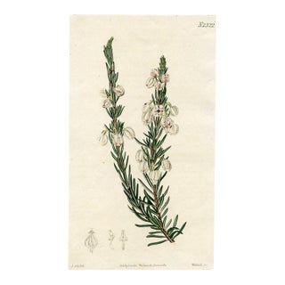 1822, White Heather Botanical Print From Curtis, Original Antique Botanical Print, Engraving, England For Sale