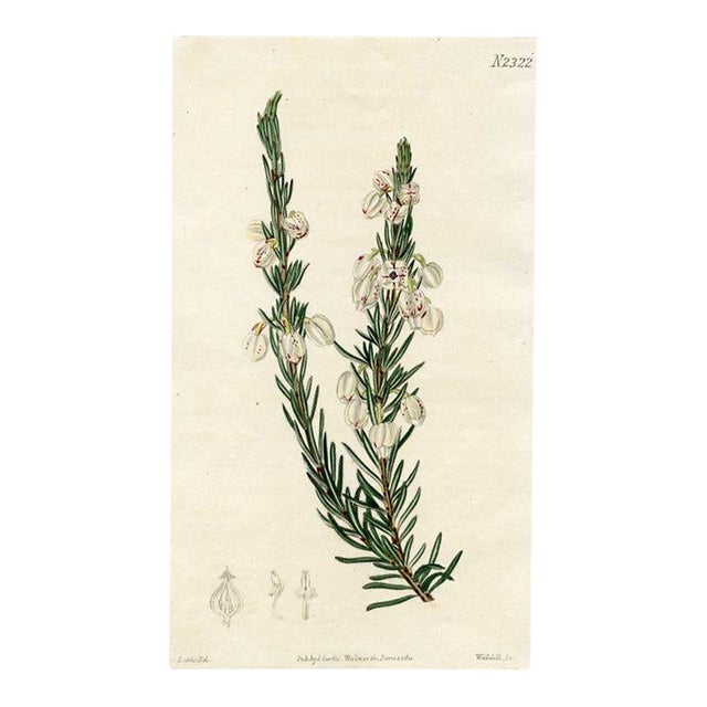 1822, White Heather Botanical Print From Curtis, Original Antique Botanical Print, Engraving, England For Sale