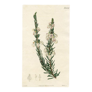 1822, White Heather Botanical Print From Curtis, Original Antique Botanical Print, Engraving, England