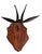 1980s Black Forest Goat Chamois Deer Head For Sale - Image 5 of 5