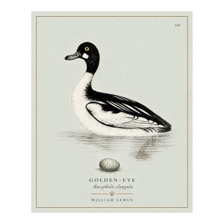 William Lewin 1789 Waterbirds Fine Art Gallery Board Print - The Golden Eye For Sale