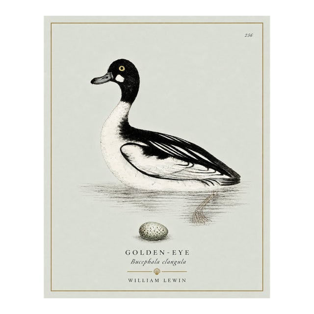 William Lewin 1789 Waterbirds Fine Art Gallery Board Print - The Golden Eye For Sale