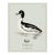 William Lewin 1789 Waterbirds Fine Art Gallery Board Print - The Golden Eye For Sale