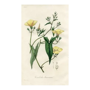 1836, Syrian Bindweed Botanical Print, Medical Botany, Original Antique Engraving, England