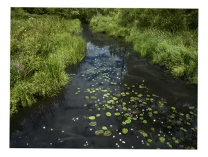 Ellie Davies, Chalk Streams 1, 2023, Photograph