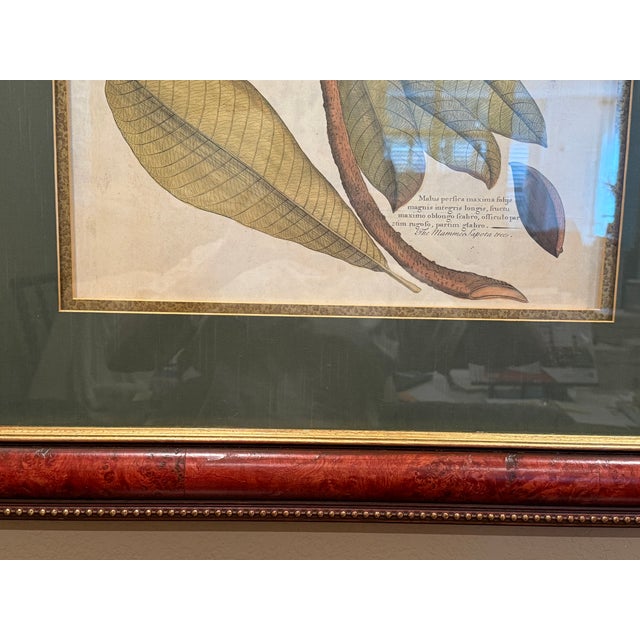 Green Ethan Allen Framed Mamey Sopote Tree Print For Sale - Image 8 of 10