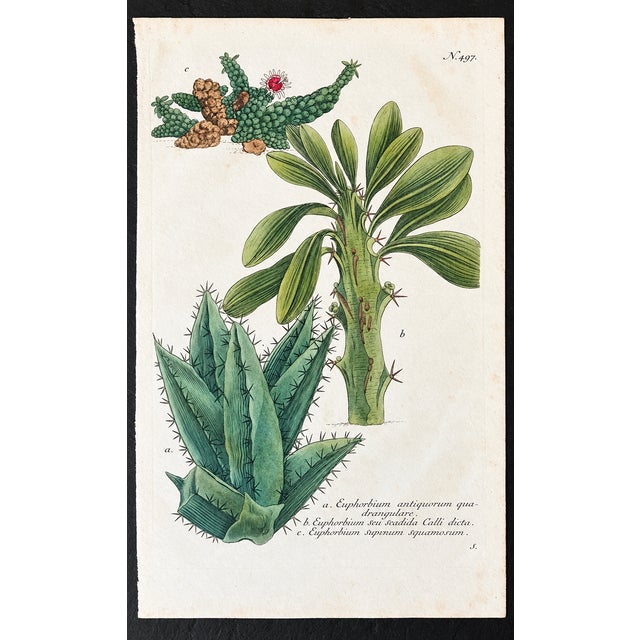 English 1737 Weinmann Succulent Spurge Botanical Print - Phytanthoza Iconographia Plate 497 For Sale - Image 3 of 3