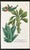 English 1737 Weinmann Succulent Spurge Botanical Print - Phytanthoza Iconographia Plate 497 For Sale - Image 3 of 3