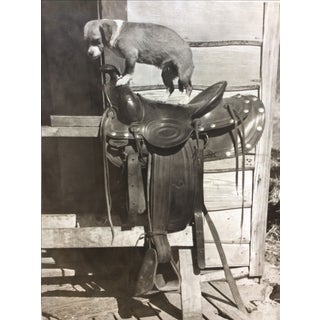 1940s Puppy on Saddle Gelatin Silver Photo For Sale