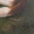 20th Century Danish Original Oil on Canvas Painting of Dog, Signed For Sale - Image 6 of 12