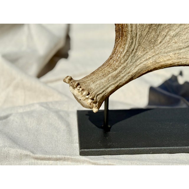 Side Mounted Moose Antler/Paddle 2 For Sale - Image 9 of 9