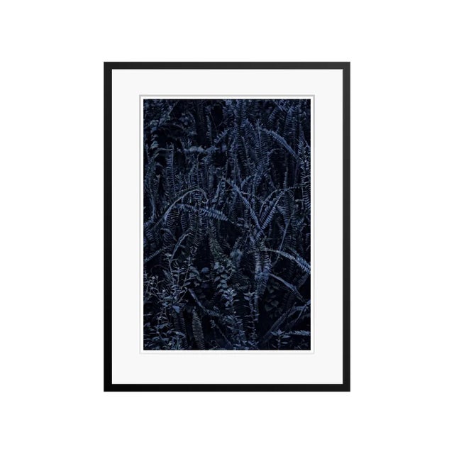 Stuart Möller, Dark Fern, 2020, Colour Photograph For Sale