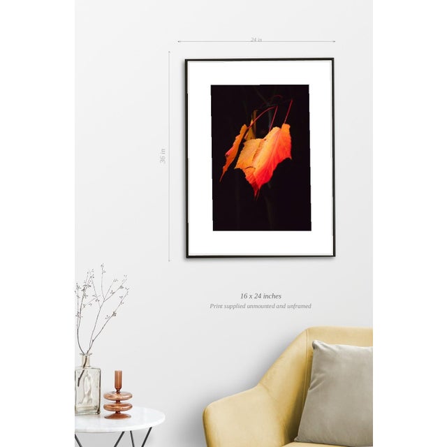 Paul Cooklin, Maple Leaves, Edition of 50 For Sale - Image 4 of 7