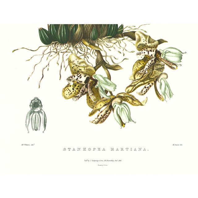 Limited edition reproduction print of one of the most famous botanical works ever produced, "The Orchidaceae of Mexico and...