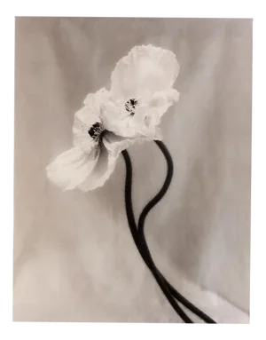 Coupled Poppies - Organic Cotton Canvas Scroll on Bamboo, Limited Edition 2 of 5 2023