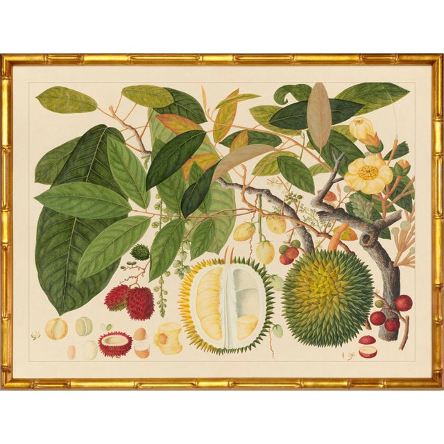 Illustration Pair of Framed Tropical Botanicals in Bamboo Set #3 For Sale - Image 3 of 3