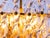 German Tendril Ribbon Chandelier in Crystal Glass & Gilt-Brass from Palwa, 1960s For Sale - Image 12 of 17
