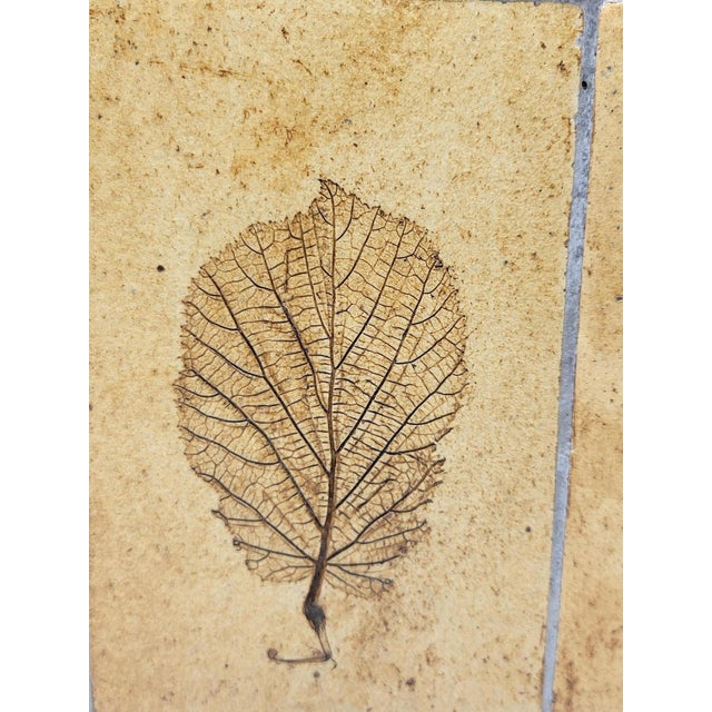 Herbier Coffee Table by Roger Capron, 1970s For Sale - Image 9 of 18