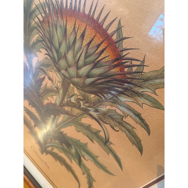 Late 20th Century Late 20th Century Framed Besler Basilius "Cinera Cum Flore" Hand-Colored Artichoke Reproduction Print For Sale - Image 5 of 14