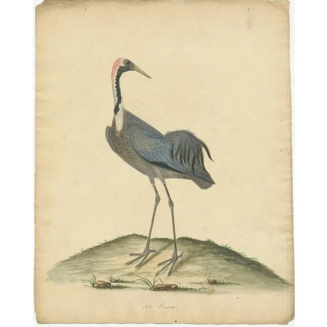 "The Graceful Sentinel: The Crane" : This beautifully hand-colored copperplate engraving from the closing years of the...