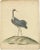 "The Graceful Sentinel: The Crane" : This beautifully hand-colored copperplate engraving from the closing years of the...