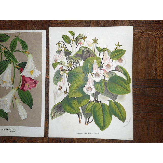 Realism Antique Botanical Lithographs-Flowers-Set of 3-Apprx. 10"x13" For Sale - Image 3 of 4