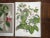 Realism Antique Botanical Lithographs-Flowers-Set of 3-Apprx. 10"x13" For Sale - Image 3 of 4