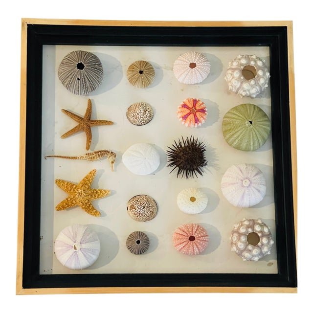 20 Th C Sea Shell Collection in Shadowbox Frame For Sale