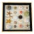 20 Th C Sea Shell Collection in Shadowbox Frame For Sale