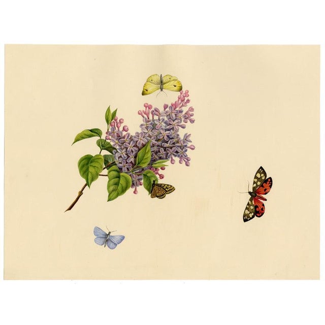 Louisa Hare, Butterflies on Lilac Flower, Watercolour For Sale - Image 4 of 7