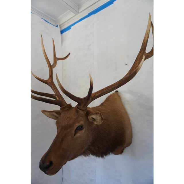 Elk Trophy Head Mount 6 points ~33" tall antlers Metal bracket on the back for hanging "PROPERTY OF DR. A. AFFRICANO"...