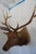 Elk Trophy Head Mount 6 points ~33" tall antlers Metal bracket on the back for hanging "PROPERTY OF DR. A. AFFRICANO"...