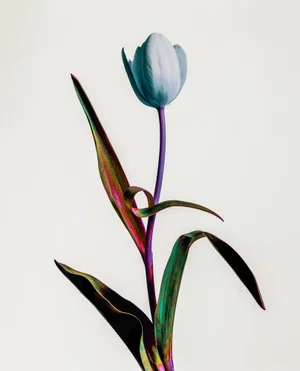 Guy Sargent, Tulip Mania, Print