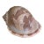 Vintage Carved Scotch Bonnet Seashell With Dolphins For Sale