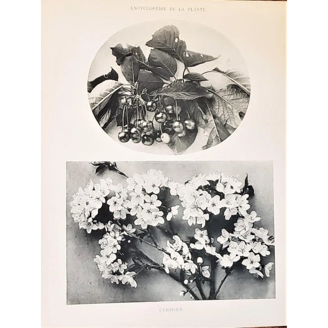 This is set of 2 antique original 1904 fruit botanical photographs. They have an unusual format showcasing both the fruit...