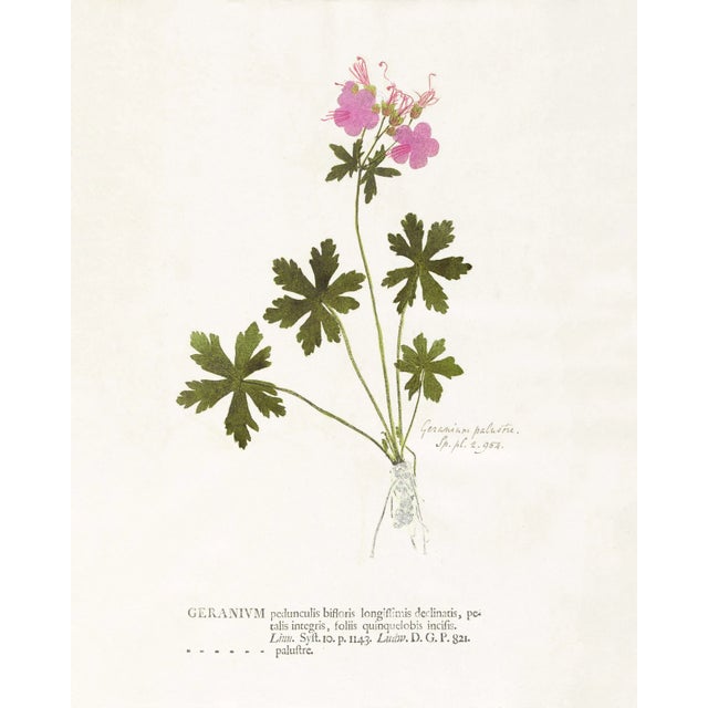 Victorian Reproduction Antique Botanical Print Set of 6 With Pink Flowers - 16 X 20" For Sale - Image 3 of 8