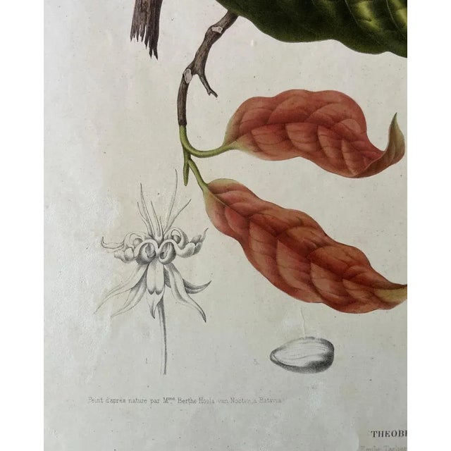 Theobroma Cacao Cocoa Tree, Lithograph, 1863 For Sale - Image 6 of 10