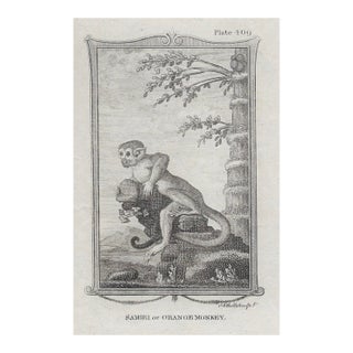 Antique Monkey 19th Century Engraving For Sale