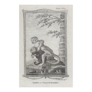 Antique Monkey 19th Century Engraving