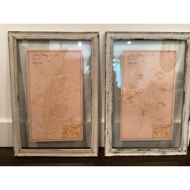 Restoration Hardware Framed Botanical Pressings, Set of 2 For Sale In New York - Image 6 of 8