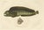 Mid 19th Century Gaimard, The Atlantic Wolffish or Devil Fish, 1842, Hand-Colored Print For Sale - Image 5 of 5